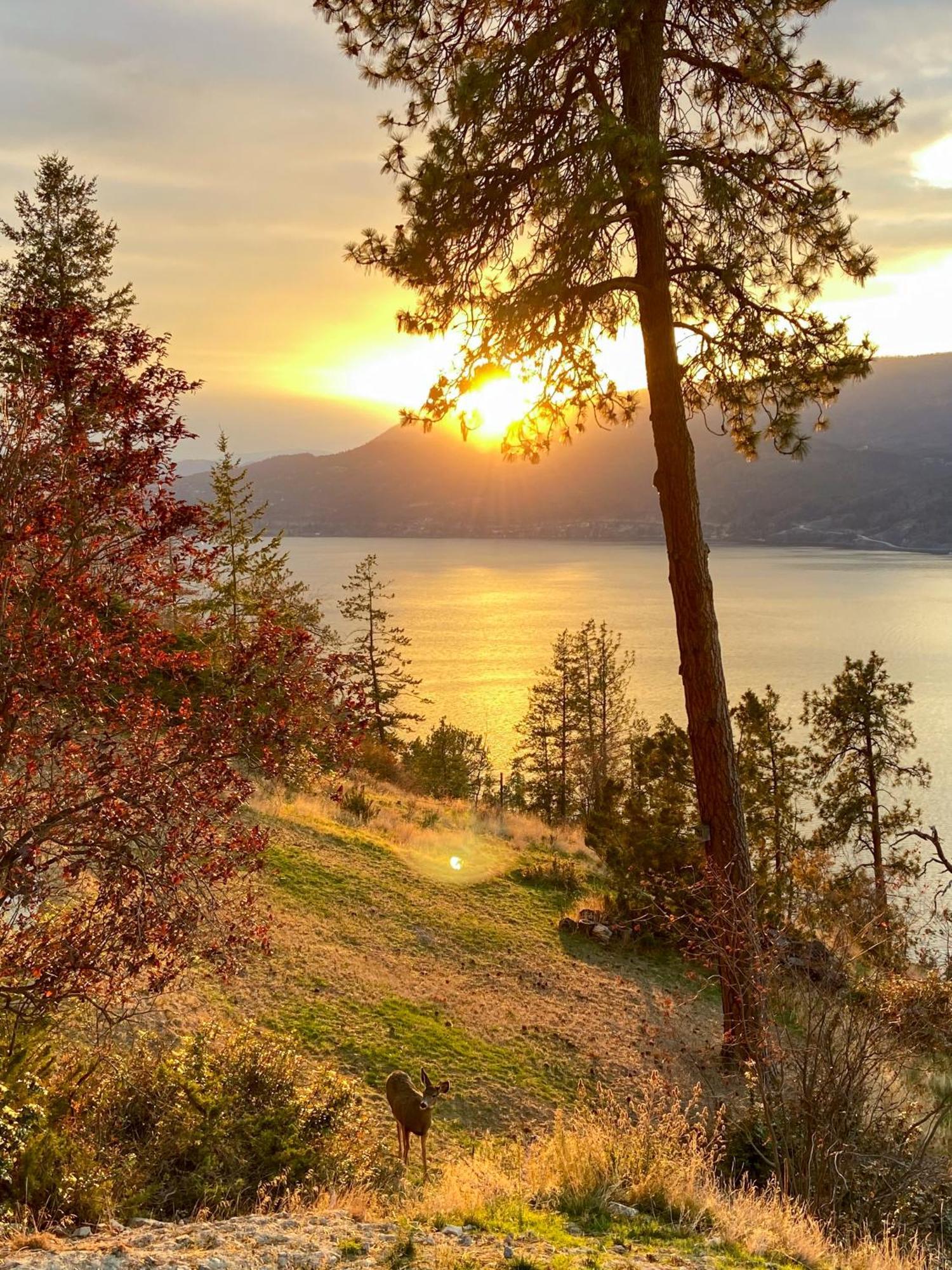 Kelowfornia Lakeview Retreat ケロウナ エクステリア 写真